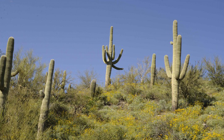 cactus practice