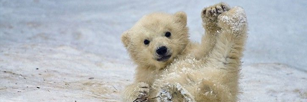 Compassion and understanding = happy polar bear | polarbearwordpresscomblog