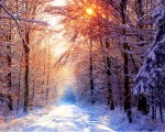 Winter forest path
